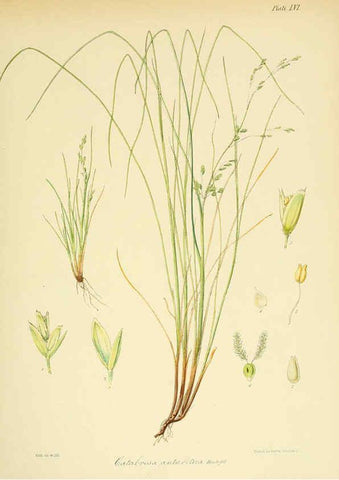 Reproducción/Reproduction 6302422309: The botany of the Antarctic voyage of H.M. discovery ships Erebus and Terror in the Years 1839-1843. v.1. plates London :Reeve Brothers,1844-60