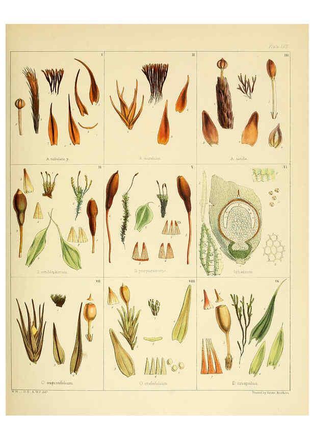 Reproducción/Reproduction 6302422525: The botany of the Antarctic voyage of H.M. discovery ships Erebus and Terror in the Years 1839-1843. v.1. plates London :Reeve Brothers,1844-60