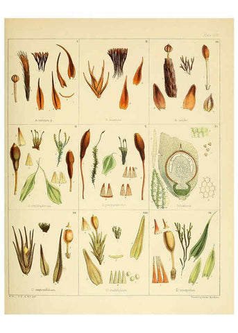 Reproducción/Reproduction 6302422525: The botany of the Antarctic voyage of H.M. discovery ships Erebus and Terror in the Years 1839-1843. v.1. plates London :Reeve Brothers,1844-60
