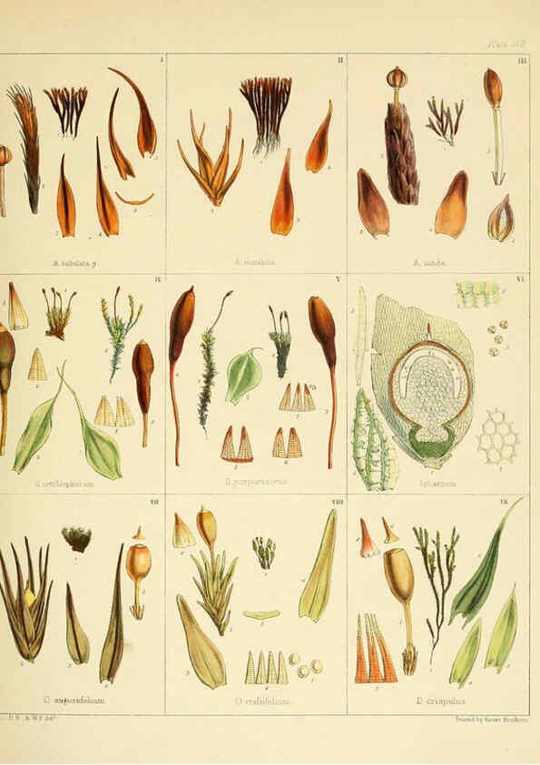 Reproducción/Reproduction 6302422525: The botany of the Antarctic voyage of H.M. discovery ships Erebus and Terror in the Years 1839-1843. v.1. plates London :Reeve Brothers,1844-60