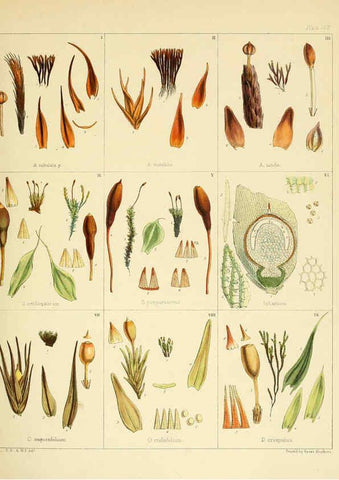 Reproducción/Reproduction 6302422525: The botany of the Antarctic voyage of H.M. discovery ships Erebus and Terror in the Years 1839-1843. v.1. plates London :Reeve Brothers,1844-60