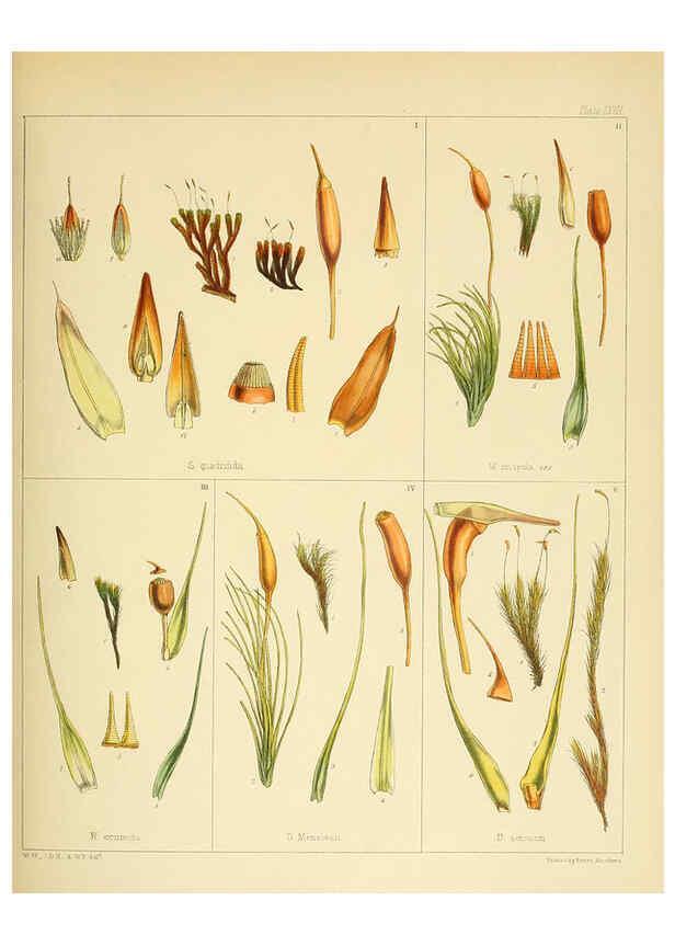 Reproducción/Reproduction 6302949072: The botany of the Antarctic voyage of H.M. discovery ships Erebus and Terror in the Years 1839-1843. v.1. plates London :Reeve Brothers,1844-60