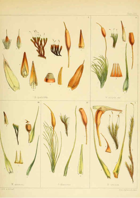 Reproducción/Reproduction 6302949072: The botany of the Antarctic voyage of H.M. discovery ships Erebus and Terror in the Years 1839-1843. v.1. plates London :Reeve Brothers,1844-60