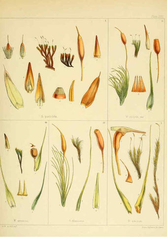 Reproducción/Reproduction 6302949072: The botany of the Antarctic voyage of H.M. discovery ships Erebus and Terror in the Years 1839-1843. v.1. plates London :Reeve Brothers,1844-60