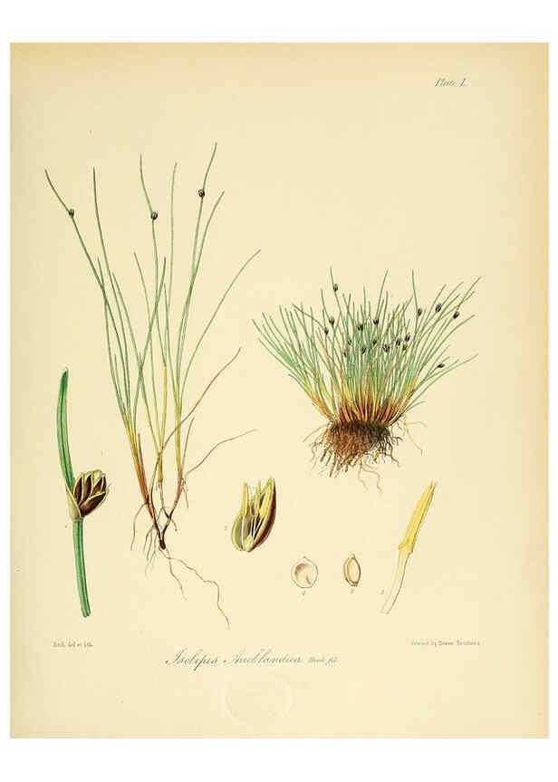 Reproducción/Reproduction 6302420761: The botany of the Antarctic voyage of H.M. discovery ships Erebus and Terror in the Years 1839-1843. v.1. plates London :Reeve Brothers,1844-60