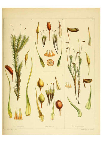 Reproducción/Reproduction 6302425275: The botany of the Antarctic voyage of H.M. discovery ships Erebus and Terror in the Years 1839-1843. v.1. plates London :Reeve Brothers,1844-60