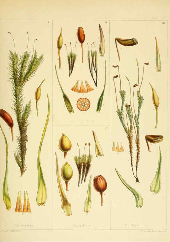 Reproducción/Reproduction 6302425275: The botany of the Antarctic voyage of H.M. discovery ships Erebus and Terror in the Years 1839-1843. v.1. plates London :Reeve Brothers,1844-60