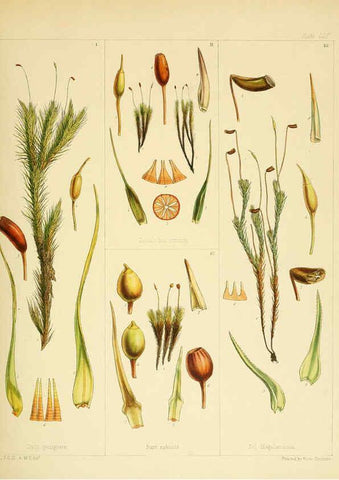 Reproducción/Reproduction 6302425275: The botany of the Antarctic voyage of H.M. discovery ships Erebus and Terror in the Years 1839-1843. v.1. plates London :Reeve Brothers,1844-60