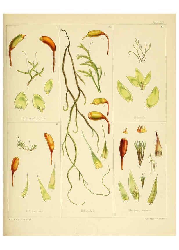 Reproducción/Reproduction 6302952138: The botany of the Antarctic voyage of H.M. discovery ships Erebus and Terror in the Years 1839-1843. v.1. plates London :Reeve Brothers,1844-60