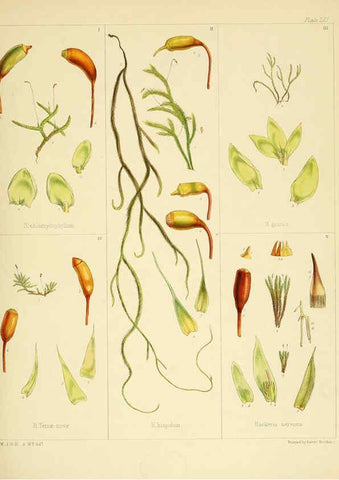 Reproducción/Reproduction 6302952138: The botany of the Antarctic voyage of H.M. discovery ships Erebus and Terror in the Years 1839-1843. v.1. plates London :Reeve Brothers,1844-60