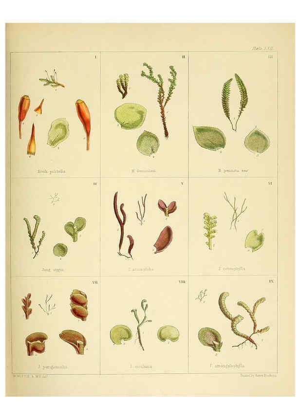 Reproducción/Reproduction 6302426313: The botany of the Antarctic voyage of H.M. discovery ships Erebus and Terror in the Years 1839-1843. v.1. plates London :Reeve Brothers,1844-60