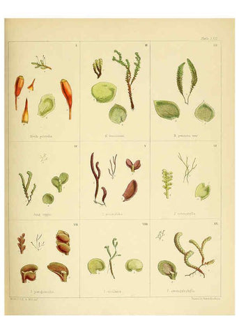 Reproducción/Reproduction 6302426313: The botany of the Antarctic voyage of H.M. discovery ships Erebus and Terror in the Years 1839-1843. v.1. plates London :Reeve Brothers,1844-60