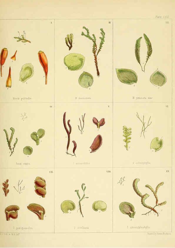 Reproducción/Reproduction 6302426313: The botany of the Antarctic voyage of H.M. discovery ships Erebus and Terror in the Years 1839-1843. v.1. plates London :Reeve Brothers,1844-60