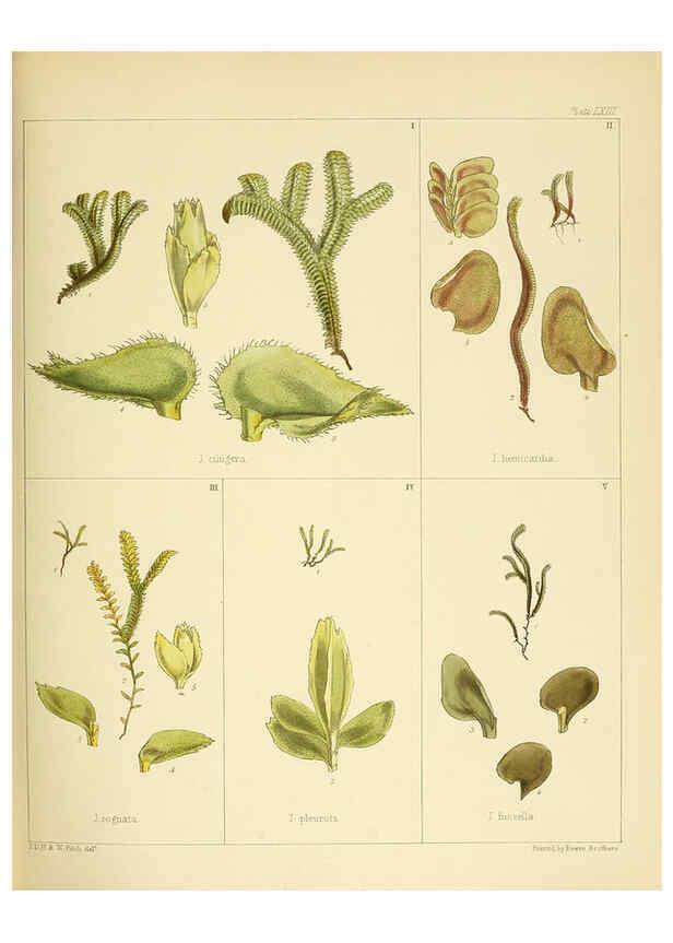 Reproducción/Reproduction 6302426493: The botany of the Antarctic voyage of H.M. discovery ships Erebus and Terror in the Years 1839-1843. v.1. plates London :Reeve Brothers,1844-60