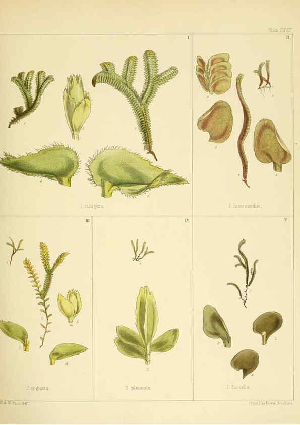 Reproducción/Reproduction 6302426493: The botany of the Antarctic voyage of H.M. discovery ships Erebus and Terror in the Years 1839-1843. v.1. plates London :Reeve Brothers,1844-60