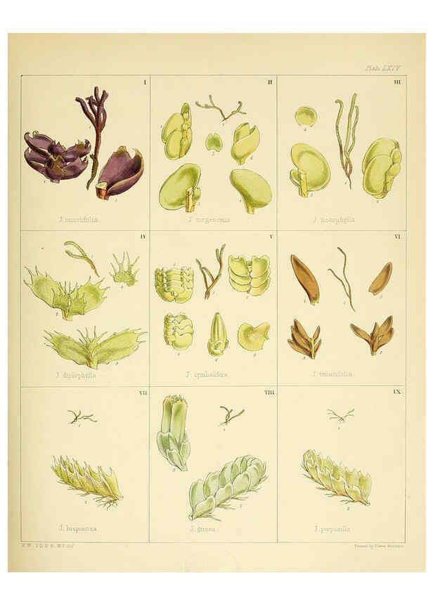 Reproducción/Reproduction 6302426747: The botany of the Antarctic voyage of H.M. discovery ships Erebus and Terror in the Years 1839-1843. v.1. plates London :Reeve Brothers,1844-60