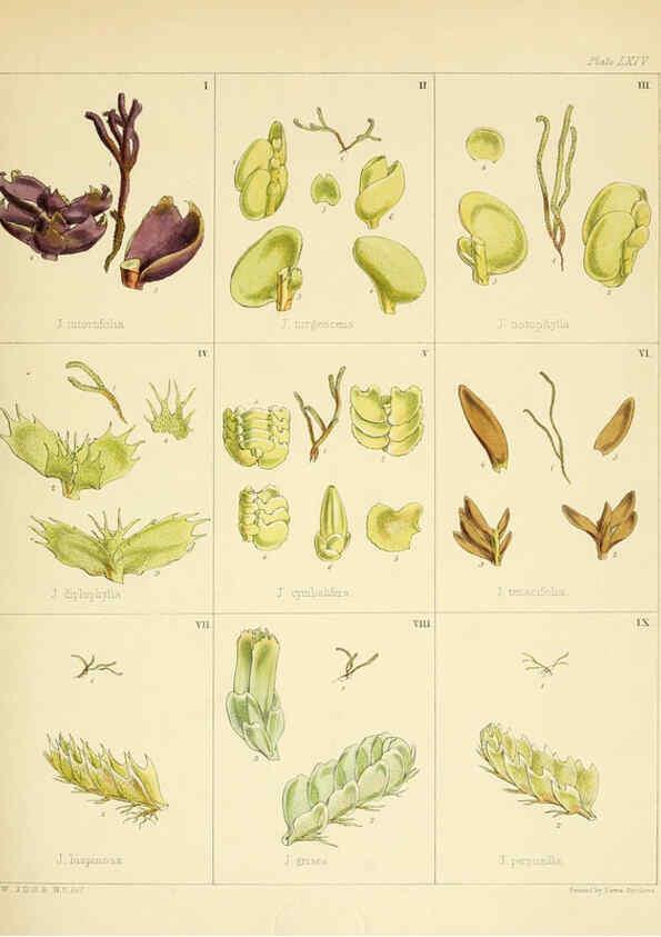 Reproducción/Reproduction 6302426747: The botany of the Antarctic voyage of H.M. discovery ships Erebus and Terror in the Years 1839-1843. v.1. plates London :Reeve Brothers,1844-60