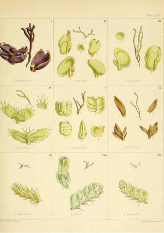 Reproducción/Reproduction 6302426747: The botany of the Antarctic voyage of H.M. discovery ships Erebus and Terror in the Years 1839-1843. v.1. plates London :Reeve Brothers,1844-60