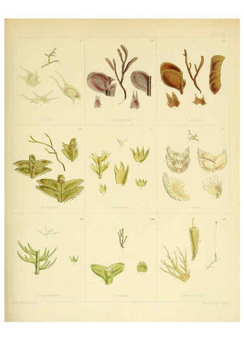 Reproducción/Reproduction 6302954436: The botany of the Antarctic voyage of H.M. discovery ships Erebus and Terror in the Years 1839-1843. v.1. plates London :Reeve Brothers,1844-60