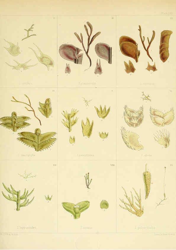 Reproducción/Reproduction 6302954436: The botany of the Antarctic voyage of H.M. discovery ships Erebus and Terror in the Years 1839-1843. v.1. plates London :Reeve Brothers,1844-60