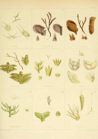 Reproducción/Reproduction 6302954436: The botany of the Antarctic voyage of H.M. discovery ships Erebus and Terror in the Years 1839-1843. v.1. plates London :Reeve Brothers,1844-60