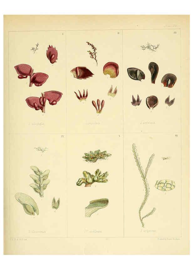 Reproducción/Reproduction 6302428643: The botany of the Antarctic voyage of H.M. discovery ships Erebus and Terror in the Years 1839-1843. v.1. plates London :Reeve Brothers,1844-60