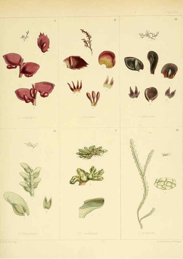 Reproducción/Reproduction 6302428643: The botany of the Antarctic voyage of H.M. discovery ships Erebus and Terror in the Years 1839-1843. v.1. plates London :Reeve Brothers,1844-60