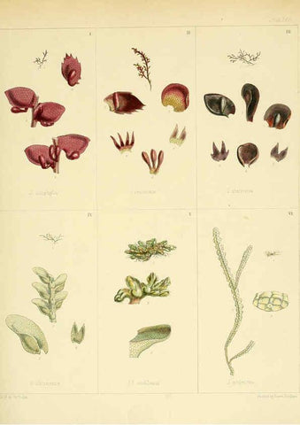 Reproducción/Reproduction 6302428643: The botany of the Antarctic voyage of H.M. discovery ships Erebus and Terror in the Years 1839-1843. v.1. plates London :Reeve Brothers,1844-60