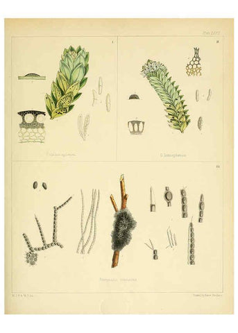 Reproducción/Reproduction 6302954908: The botany of the Antarctic voyage of H.M. discovery ships Erebus and Terror in the Years 1839-1843. v.1. plates London :Reeve Brothers,1844-60