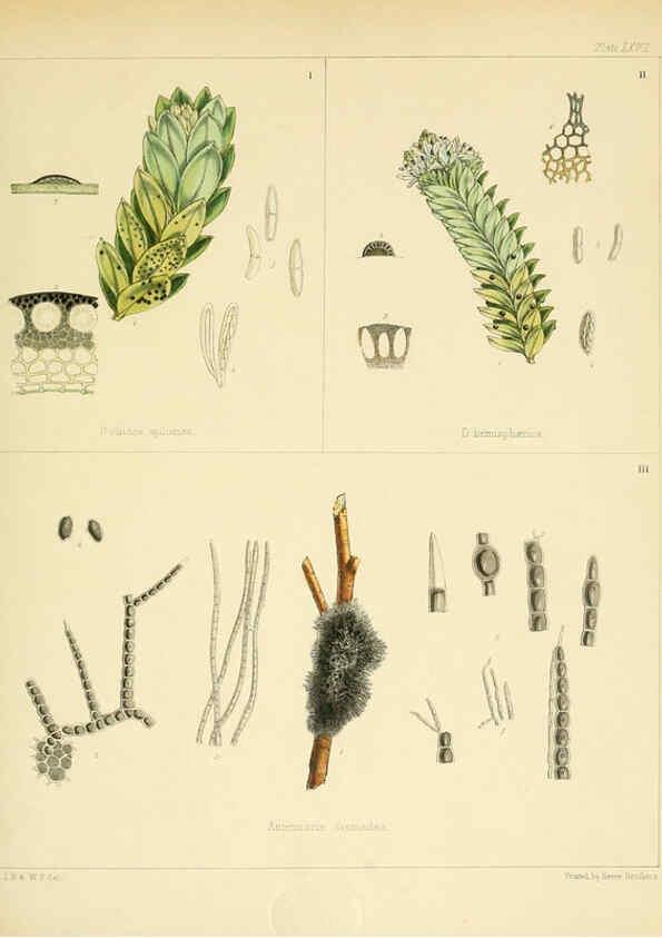 Reproducción/Reproduction 6302954908: The botany of the Antarctic voyage of H.M. discovery ships Erebus and Terror in the Years 1839-1843. v.1. plates London :Reeve Brothers,1844-60