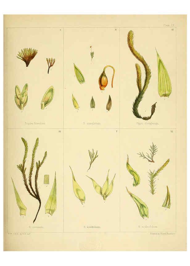 Reproducción/Reproduction 6302951840: The botany of the Antarctic voyage of H.M. discovery ships Erebus and Terror in the Years 1839-1843. v.1. plates London :Reeve Brothers,1844-60