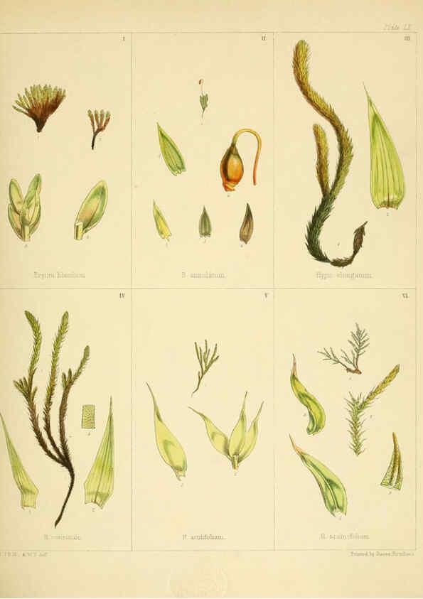 Reproducción/Reproduction 6302951840: The botany of the Antarctic voyage of H.M. discovery ships Erebus and Terror in the Years 1839-1843. v.1. plates London :Reeve Brothers,1844-60