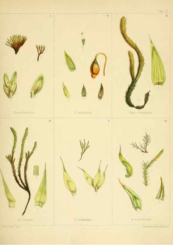 Reproducción/Reproduction 6302951840: The botany of the Antarctic voyage of H.M. discovery ships Erebus and Terror in the Years 1839-1843. v.1. plates London :Reeve Brothers,1844-60