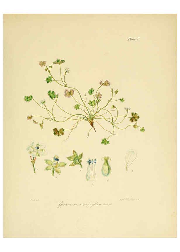 Reproducción/Reproduction 6302408137: The botany of the Antarctic voyage of H.M. discovery ships Erebus and Terror in the Years 1839-1843. v.1. plates London :Reeve Brothers,1844-60