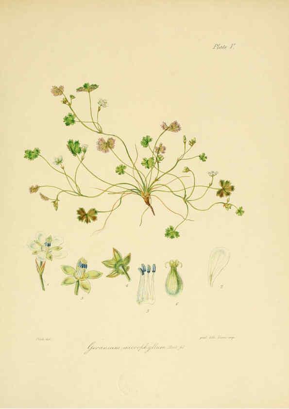 Reproducción/Reproduction 6302408137: The botany of the Antarctic voyage of H.M. discovery ships Erebus and Terror in the Years 1839-1843. v.1. plates London :Reeve Brothers,1844-60