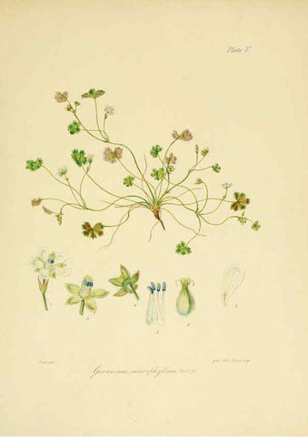 Reproducción/Reproduction 6302408137: The botany of the Antarctic voyage of H.M. discovery ships Erebus and Terror in the Years 1839-1843. v.1. plates London :Reeve Brothers,1844-60