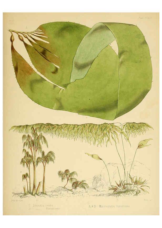 Reproducción/Reproduction 6302462175: The botany of the Antarctic voyage of H.M. discovery ships Erebus and Terror in the Years 1839-1843. v.1. plates London :Reeve Brothers,1844-60