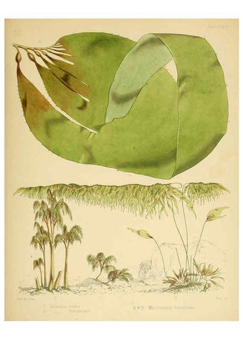 Reproducción/Reproduction 6302462175: The botany of the Antarctic voyage of H.M. discovery ships Erebus and Terror in the Years 1839-1843. v.1. plates London :Reeve Brothers,1844-60