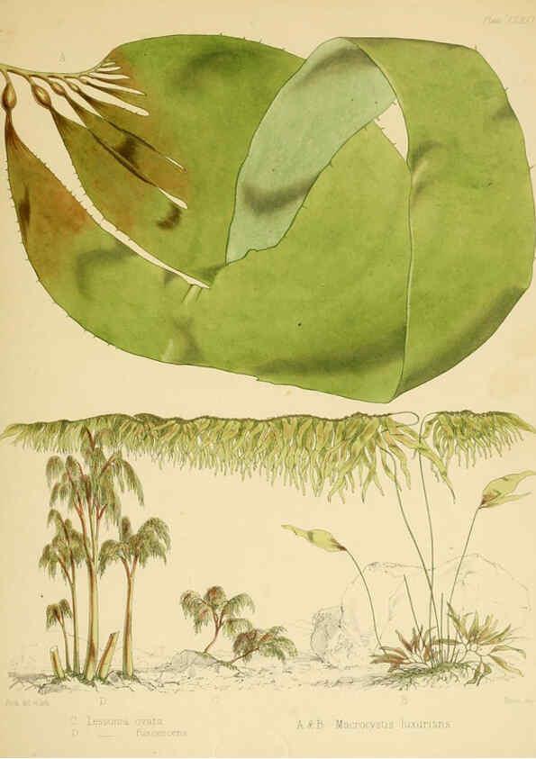 Reproducción/Reproduction 6302462175: The botany of the Antarctic voyage of H.M. discovery ships Erebus and Terror in the Years 1839-1843. v.1. plates London :Reeve Brothers,1844-60