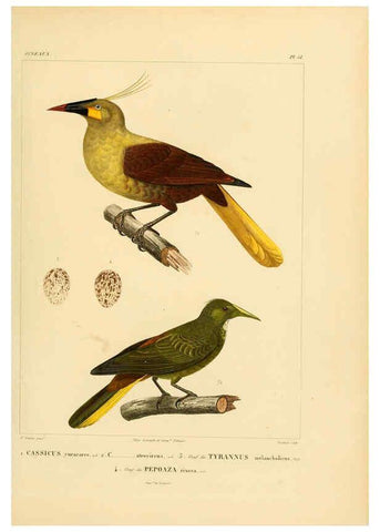 Reproducción/Reproduction 6302668109: Voyage dans l'Amérique Méridionale. v.9. Paris :Pitois-Levrault,1835-47