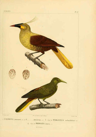 Reproducción/Reproduction 6302668109: Voyage dans l'Amérique Méridionale. v.9. Paris :Pitois-Levrault,1835-47