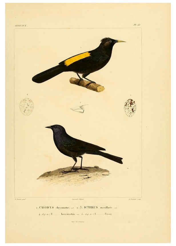 Reproducción/Reproduction 6302668339: Voyage dans l'Amérique Méridionale. v.9. Paris :Pitois-Levrault,1835-47