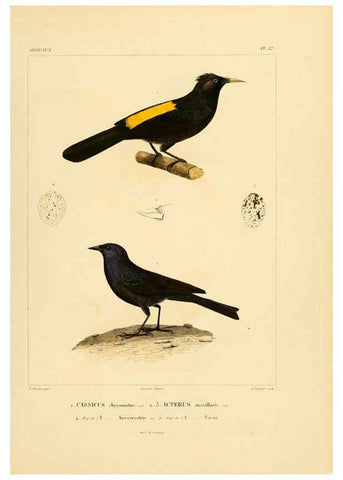 Reproducción/Reproduction 6302668339: Voyage dans l'Amérique Méridionale. v.9. Paris :Pitois-Levrault,1835-47