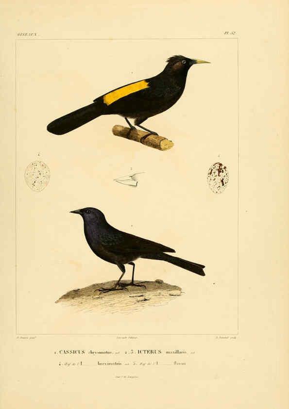Reproducción/Reproduction 6302668339: Voyage dans l'Amérique Méridionale. v.9. Paris :Pitois-Levrault,1835-47