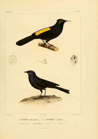 Reproducción/Reproduction 6302668339: Voyage dans l'Amérique Méridionale. v.9. Paris :Pitois-Levrault,1835-47