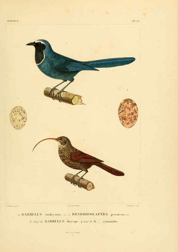 Reproducción/Reproduction 6303193820: Voyage dans l'Amérique Méridionale. v.9. Paris :Pitois-Levrault,1835-47