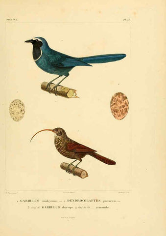 Reproducción/Reproduction 6303193820: Voyage dans l'Amérique Méridionale. v.9. Paris :Pitois-Levrault,1835-47