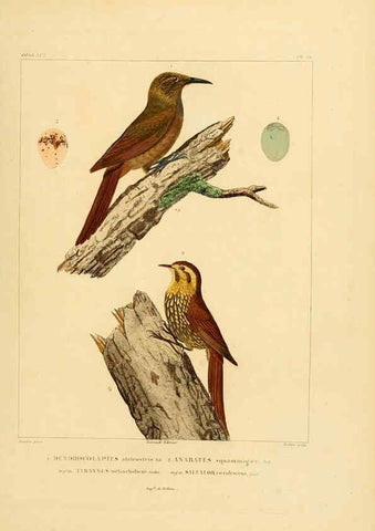 Reproducción/Reproduction 6303194082: Voyage dans l'Amérique Méridionale. v.9. Paris :Pitois-Levrault,1835-47
