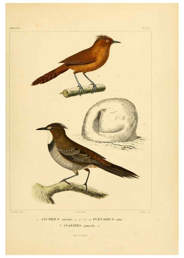 Reproducción/Reproduction 6302669305: Voyage dans l'Amérique Méridionale. v.9. Paris :Pitois-Levrault,1835-47