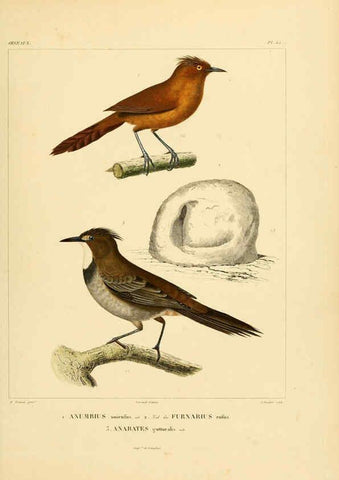Reproducción/Reproduction 6302669305: Voyage dans l'Amérique Méridionale. v.9. Paris :Pitois-Levrault,1835-47